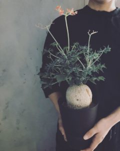 岐阜市花屋 観葉植物