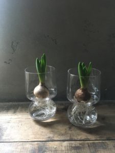 岐阜市花屋　ヒヤシンス　水栽培　球根　